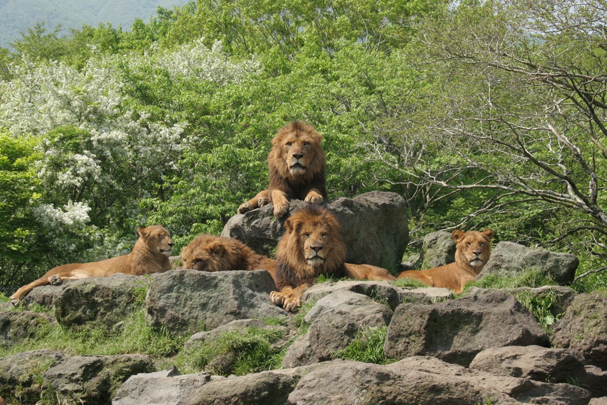 富士野生動物園：能觀察大自然中動物生態的野生動物園